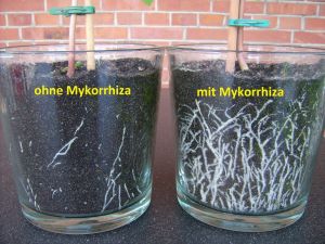 Mykorrhiza